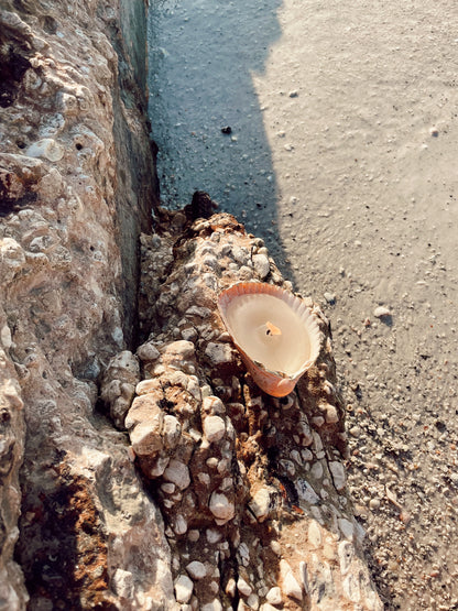 The Seashell Candle